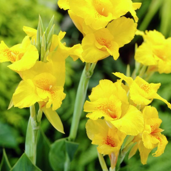 Canna RICHARD WALLACE