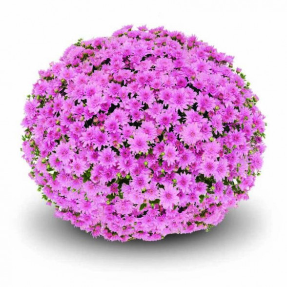 Chrysanthemum FONTI WHITE