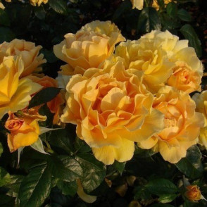 Floribundroze EASY GOING gelb-amber ( kailsakne )