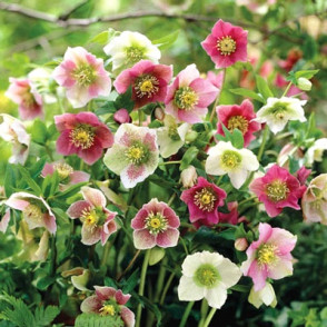 Ziemziede - Helleborus ORIENTALIS MIX