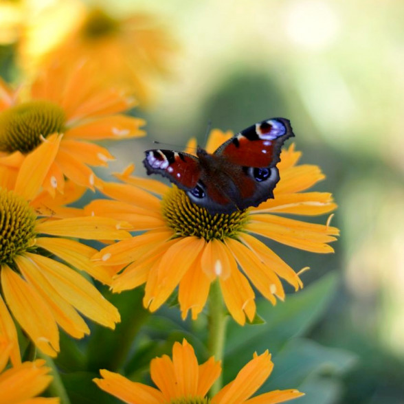 Ehinācija - Echinacea SUNSEEKERS YELLOW, P13