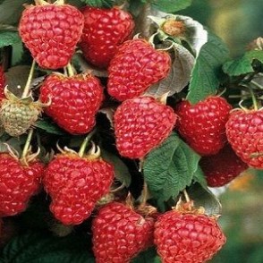 Avene HERITAGE ( konteinerstāds) P9