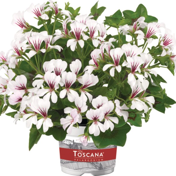 Pelargonija BALKON POLAR