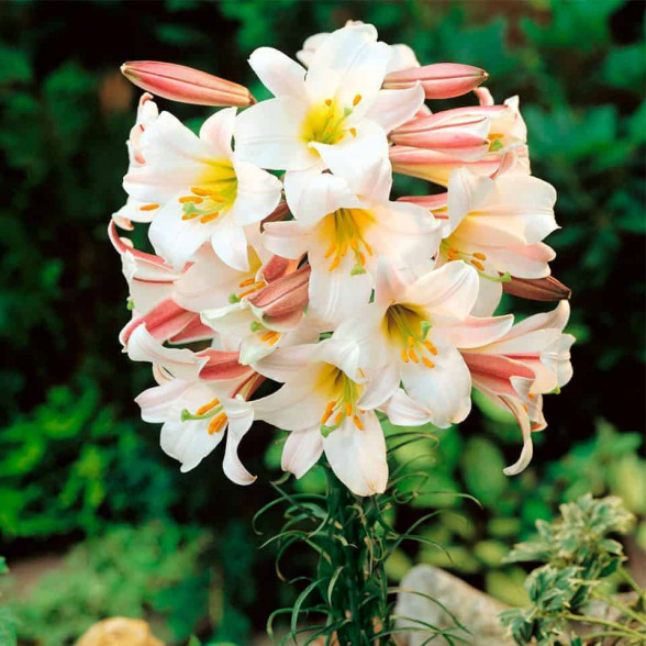 Lilija REGALE