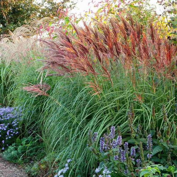Ķīnas miskante - Miscanthus sinensis RED CHIEF