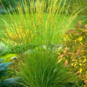 Niedru molīnija – Molinia arundinacea TRANSPARENT P9