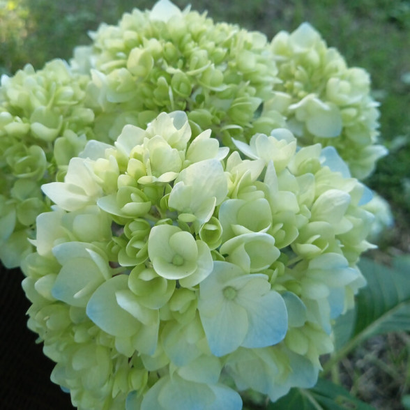 Hortenzija - Hydrangea paniculata MOJITO C2