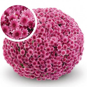 Chrysanthemum Koori Pink