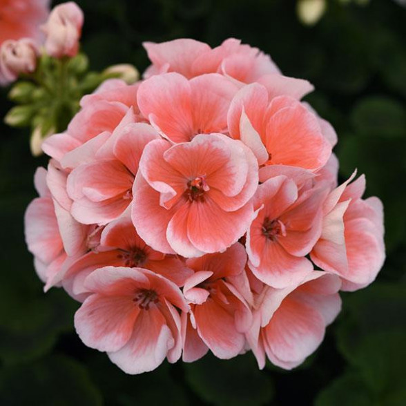 Pelargonija SMART LENJA SALMON