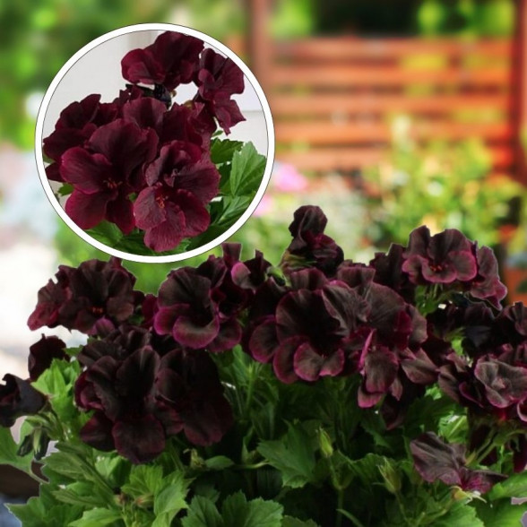 Pelargonija - Novita Classic BLACKY 23 (1l)