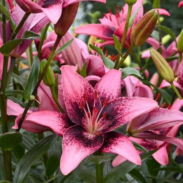 Lilija PURPLE DREAM