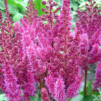 Astilbe Purple Rain