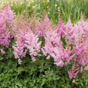 Astilbe ICE CREAM - kailsaknis