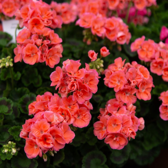 Pelargonija TREND NORA SALMON