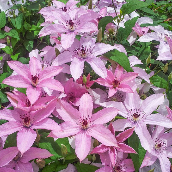 Mežvītenis - Clematis HAGLEY HYBRID