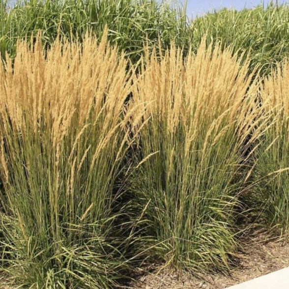 Aslapu ciesa - Calamagrostis x acutiflora KARL FOERSTER P9