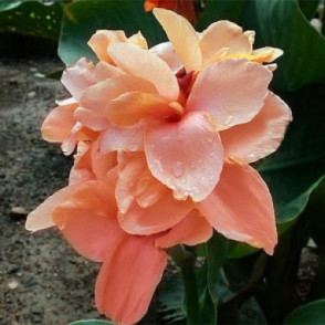 Canna APRICOT DREAM