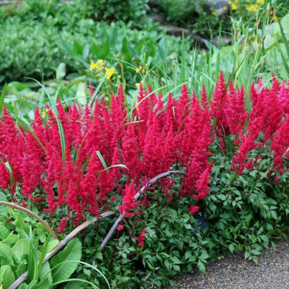 Astilbe FANAL - kailsaknis