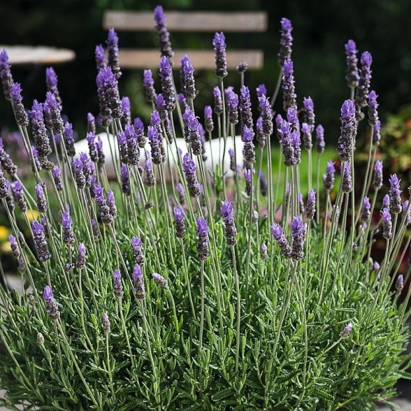 Lavandula  LaDiva Imperial 1 gad. (0,5l)