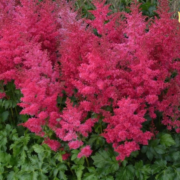 Astilbe HEAVY METAL