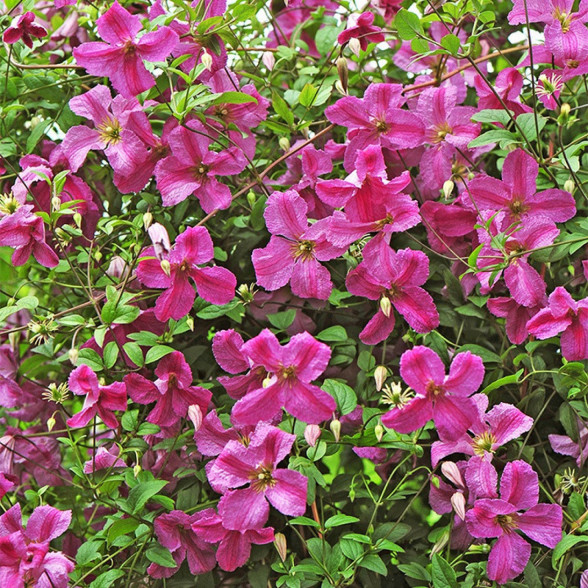 Mežvītenis - Clematis Krakowiak PINK MINK (kailsaknis)