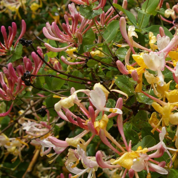 Vīteņsausserdis – Lonicera Quercina