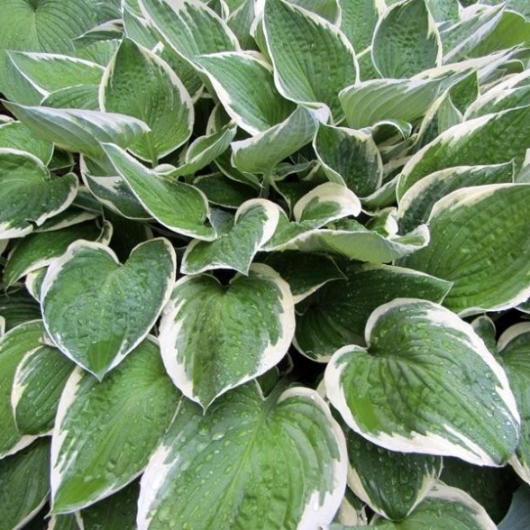 Hosta fortunei FRANCEE