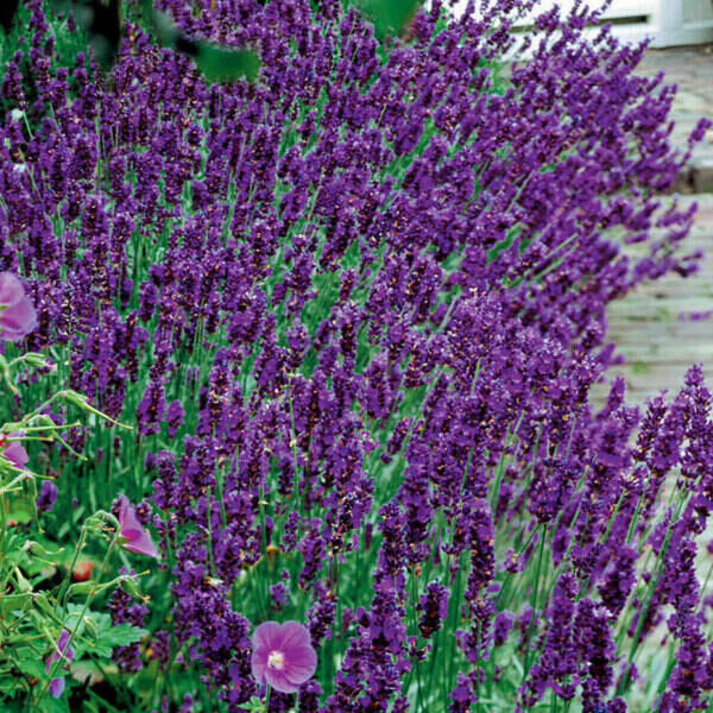 Lavanda Hidcote Blue Strain