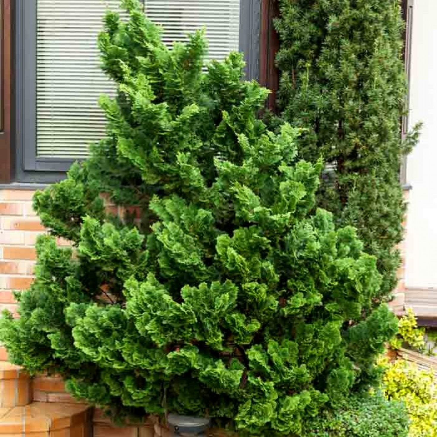 Nana gracilis кипарисовик. Chamaecyparis nana. Кипарисовик(chamaecyparis) nana gracilis. Chamaecyparis nana. Кипарисовик(chamaecyparis) nana gracilis.