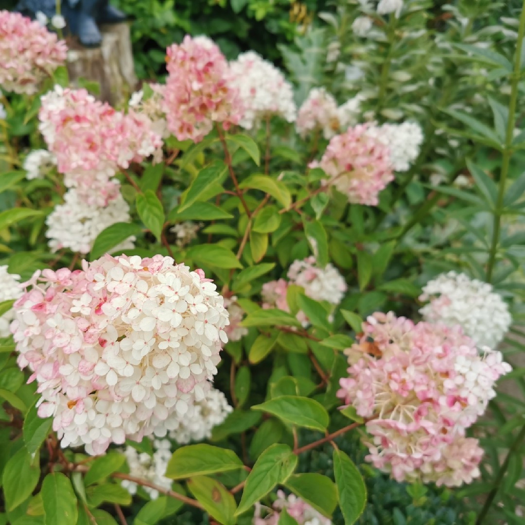 главная trešā gada hortenziju stādi hortenzija hydrangea paniculata